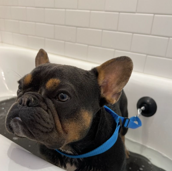 a black and tan French Bulldog standing n a bathtub wearing a blue bath leash