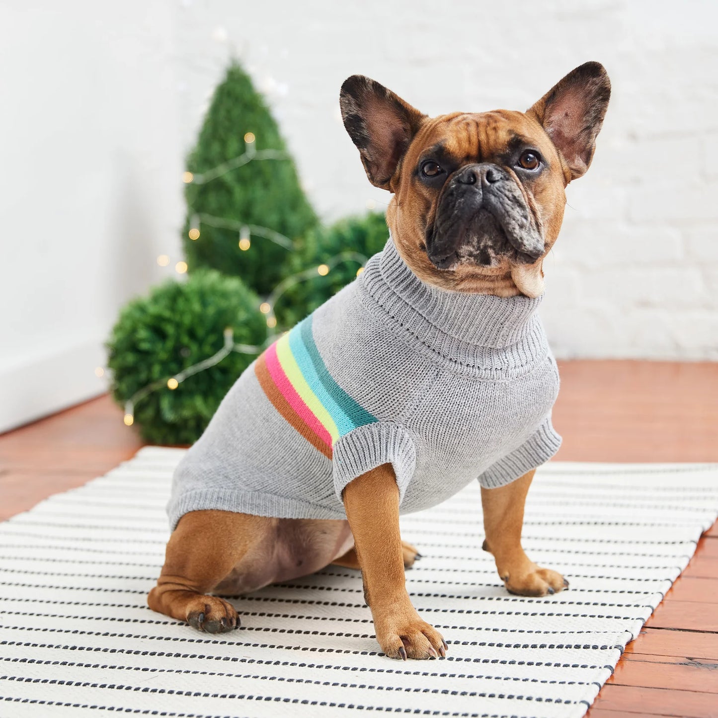 A brown french bulldog with black mask wearing a gray turtleneck dog sweater with colorful stripes, while sitting on a white rug on a wood floor