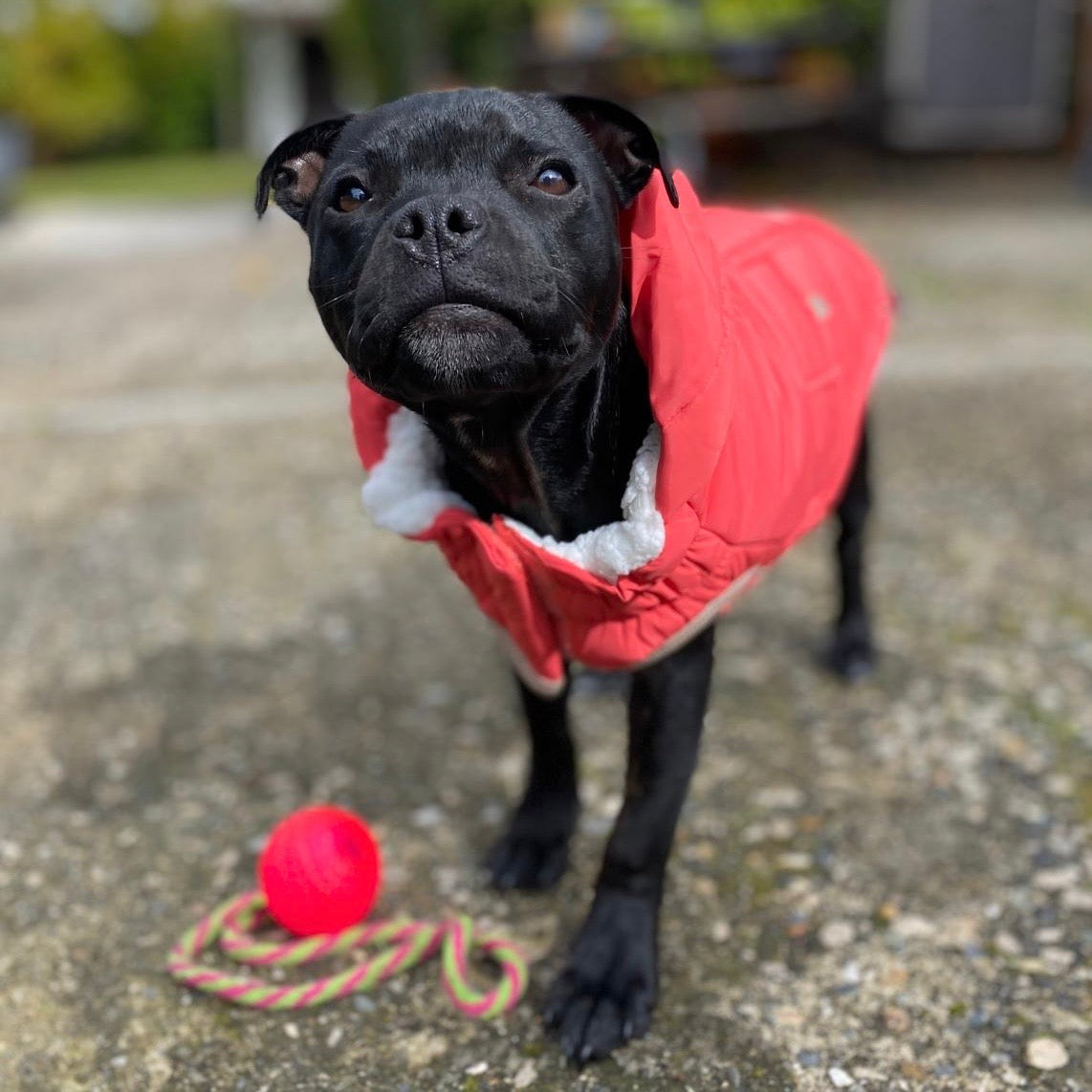 Black dog wearing a red coat standing on a concrete surface with a pink ball nearby.