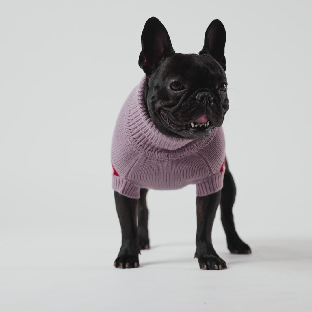 video of a black frenchie dog wearing a light pinkish-purple sweater while walking around
