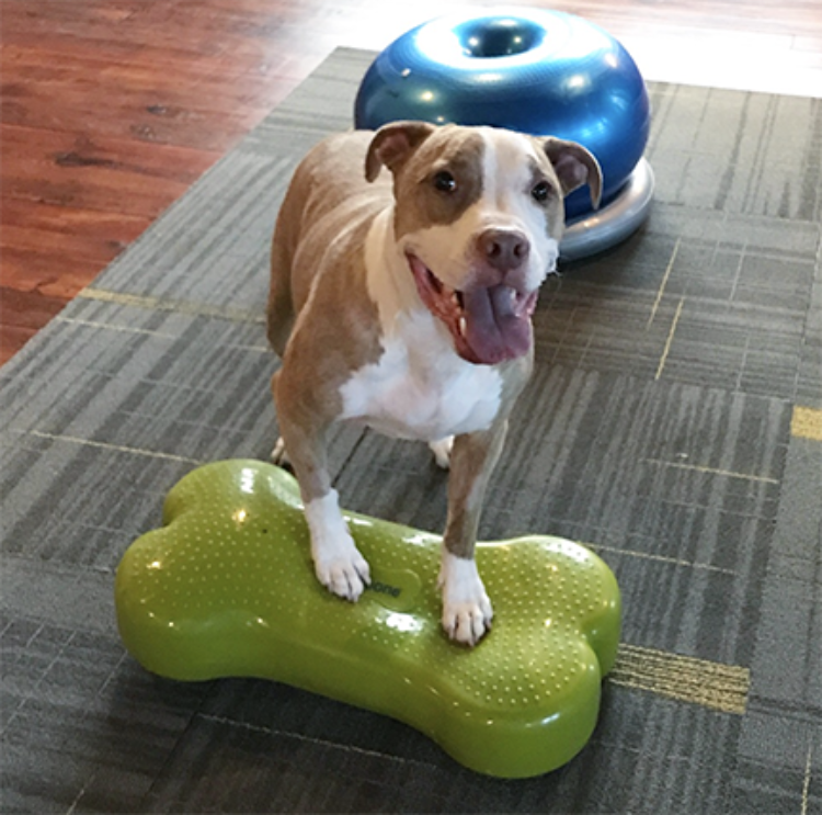 A brown and white pit-bull type dog standing with his front paws on a green textured bone shaped exercise device for dogs
