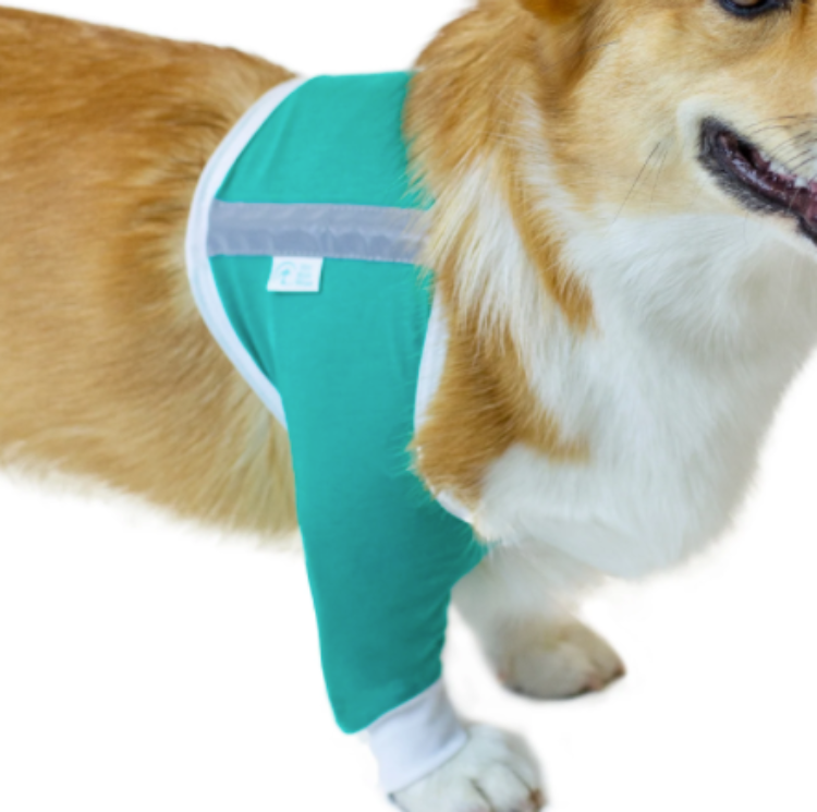 A corgi wearing an aqua shoulder and forearm protective sleeve