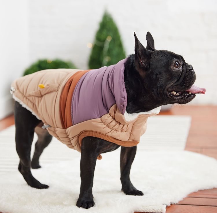 a black french bulldog wearing a mauve Retro Puffer