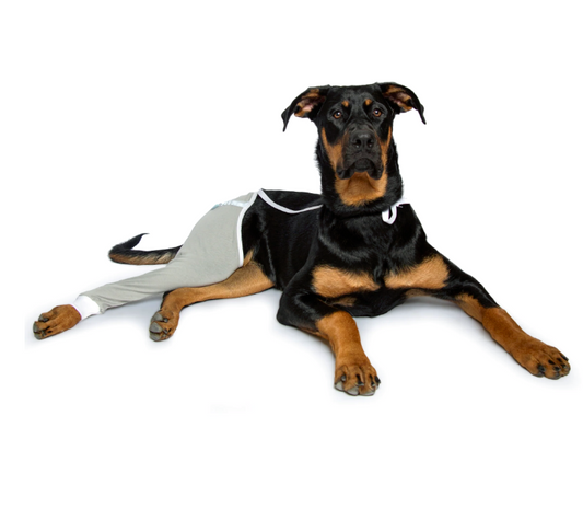 A black and tan dog lying down wearing a light gray hip and thigh protective sleeve.