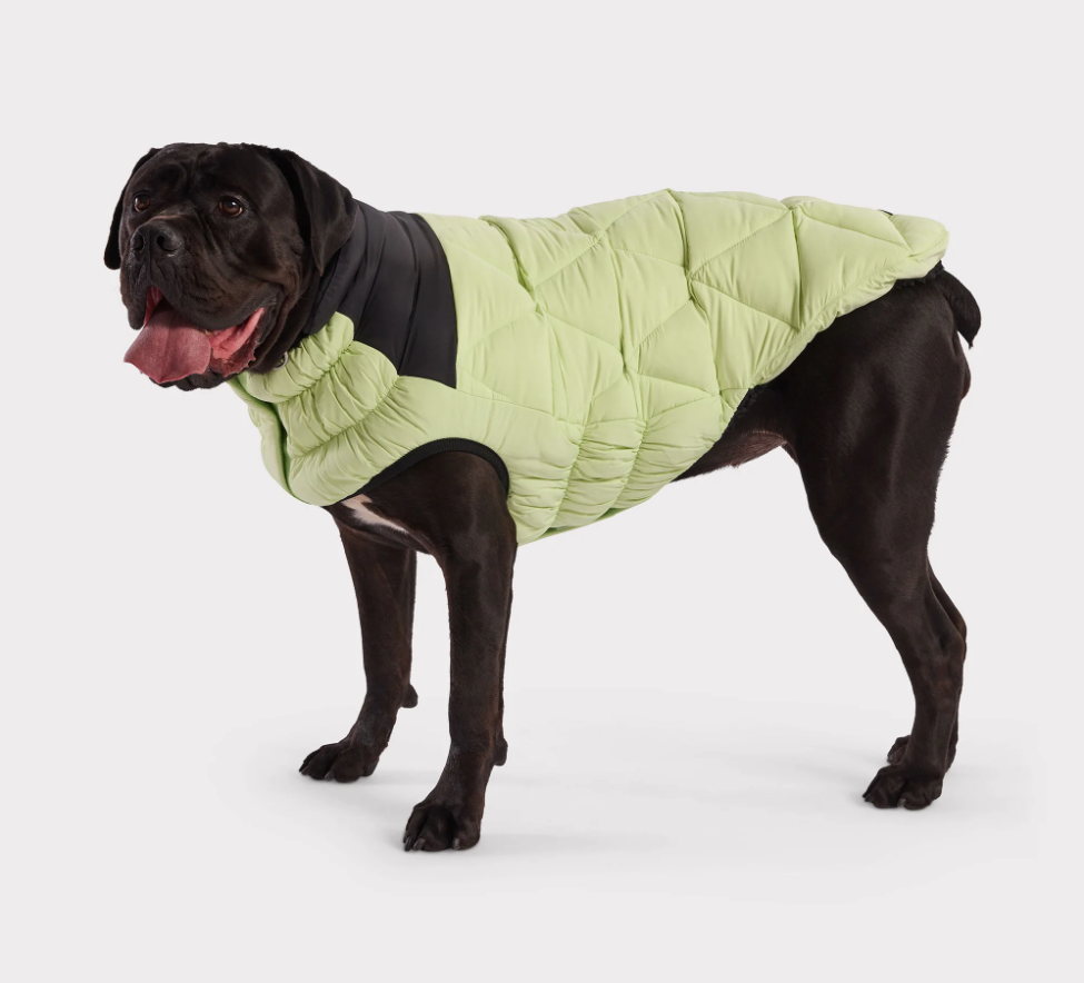 A black mastiff dog wearing a green quilted coat on a white background
