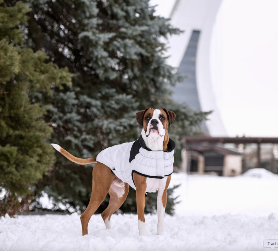 Boxer dog wearing a white puffer coat standing in the snow with trees and a building in the background.