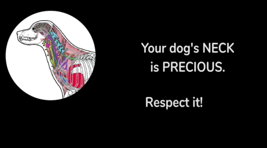 Load video: Infographic video detailing all of the inner structures of a dog&#39;s throat area