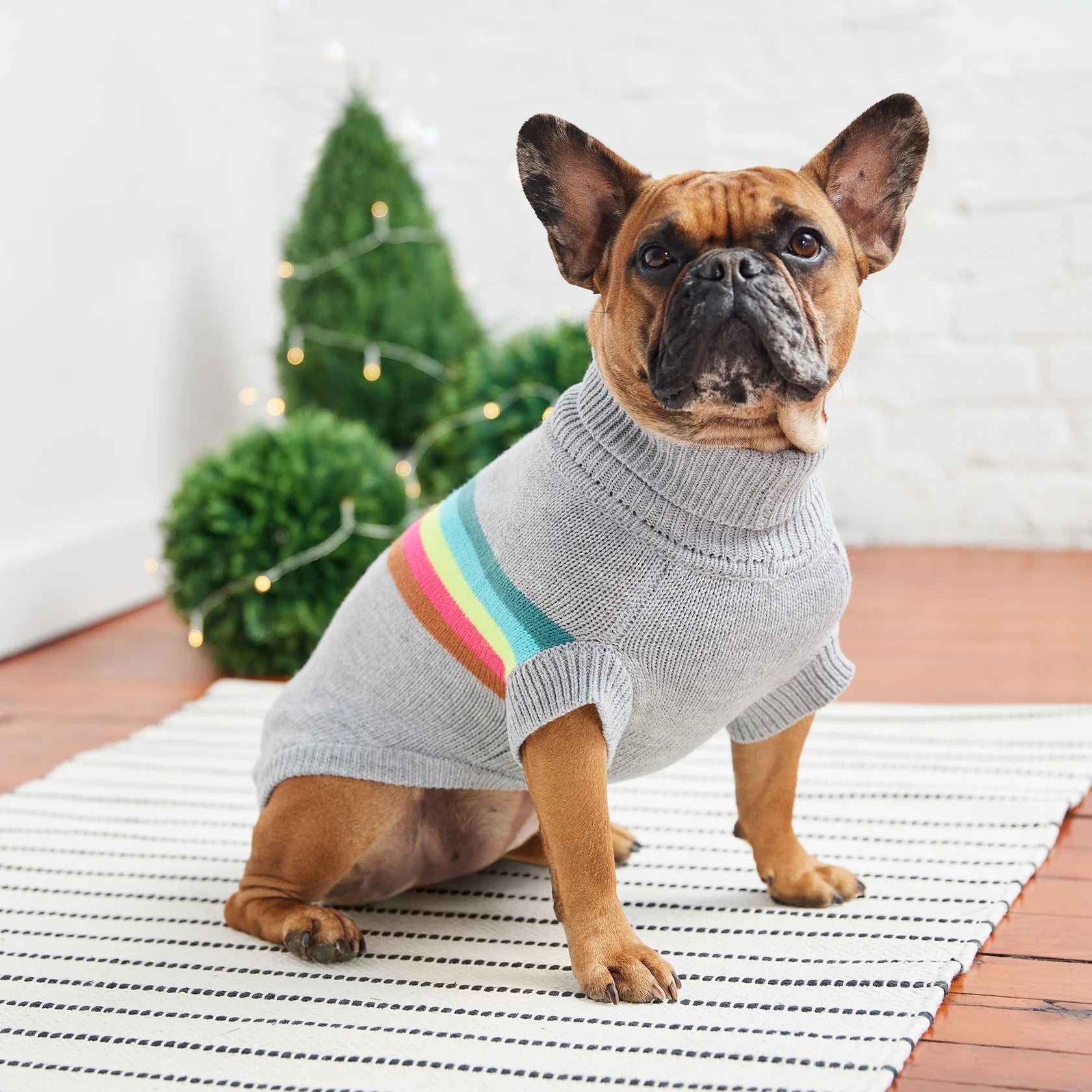 A brown french bulldog with black mask wearing a gray turtleneck dog sweater with colorful stripes, while sitting on a white rug on a wood floor 