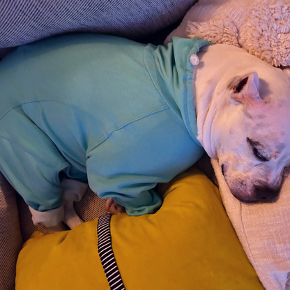 A white pit bull type dog snuggled up on a sofa sleeping while wearing a turquoise fleece onesie