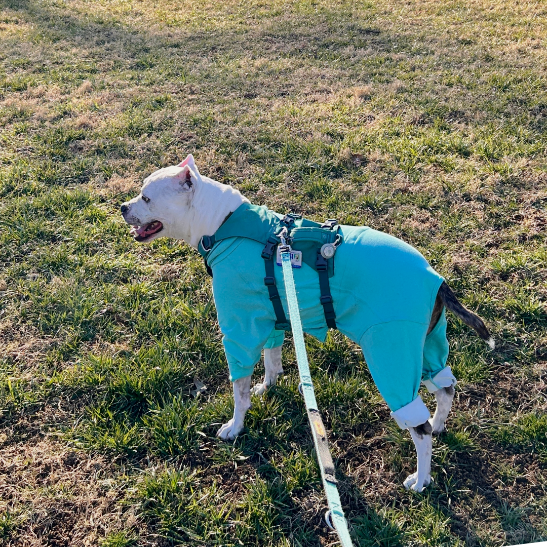 A white pit bull type dog with cropped ears wearing a turquoise fleece onesie and a hiking harness while standing on grass