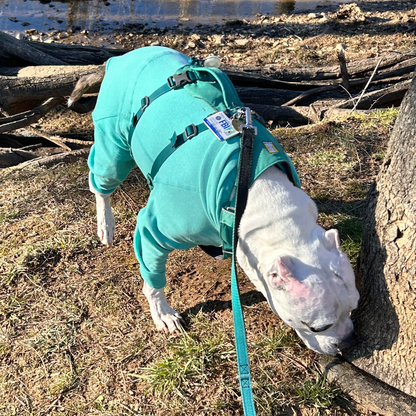 A white pit bull type dog with cropped ears wearing a turquoise fleece onesie and a hiking harness while sniffing a tree by a river