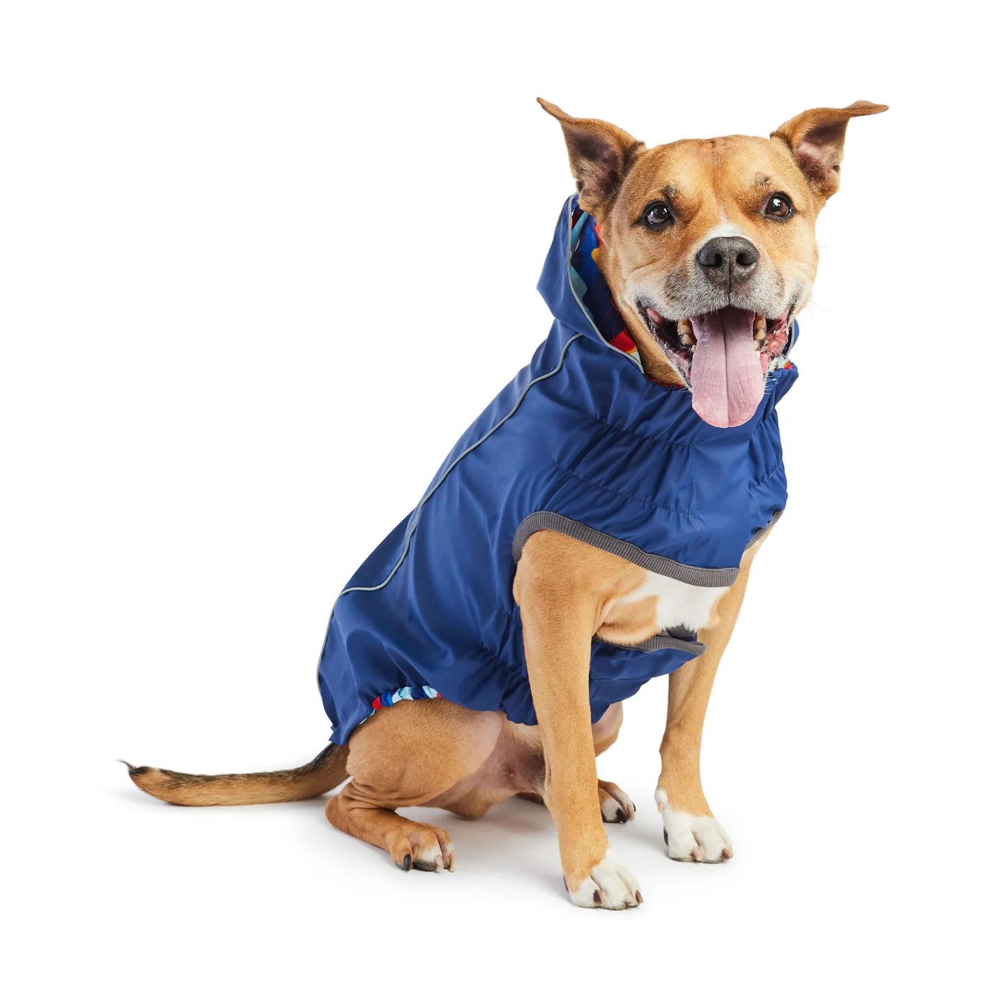 A golden pit bull type dog with white markings wearing a navy blue reversible dog raincoat with a colorful zigzag pattern on one side