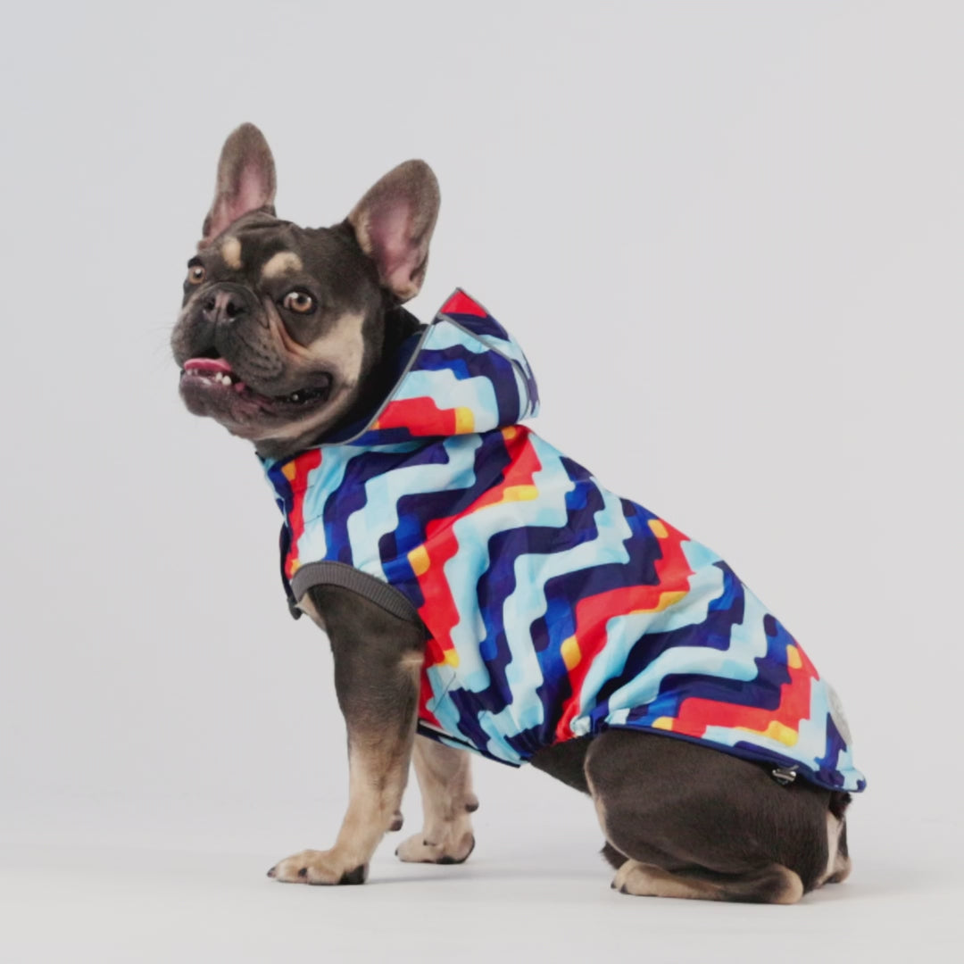 A short video of a French bulldog and a pit bull type dog wearing navy blue reversible dog raincoats with colorful zigzag pattern on one side