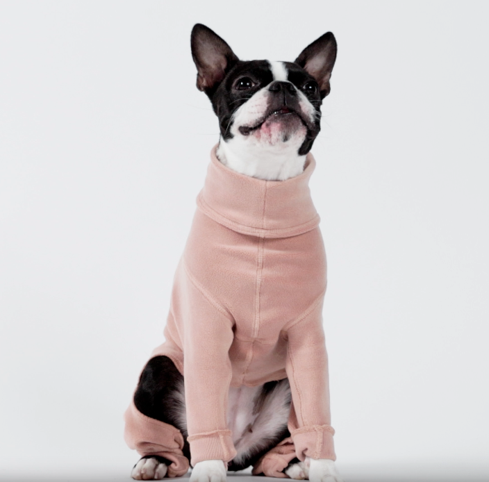 video of a black and white Boston Terrier wearing a light pink fleece onesie while walking, running and sitting 