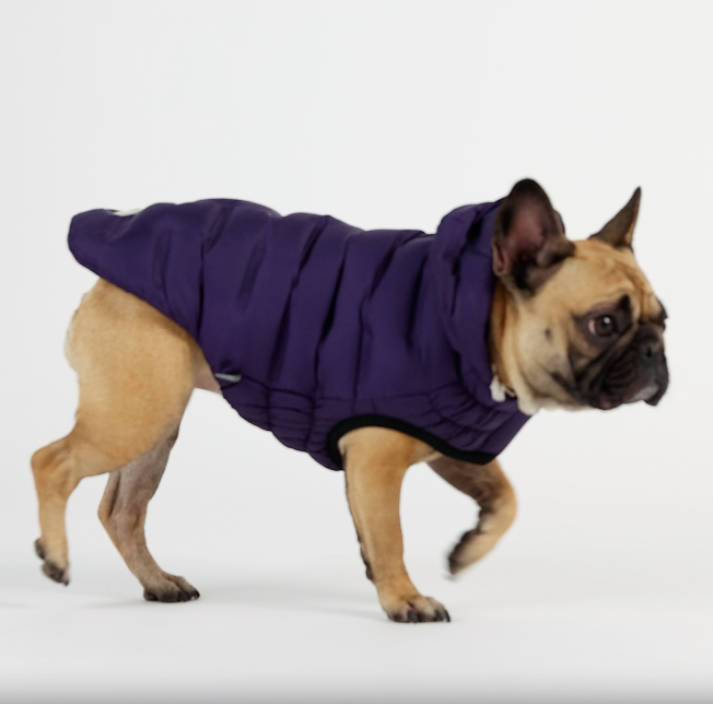 video of a tan French bulldog walking around in a purple puffer coat