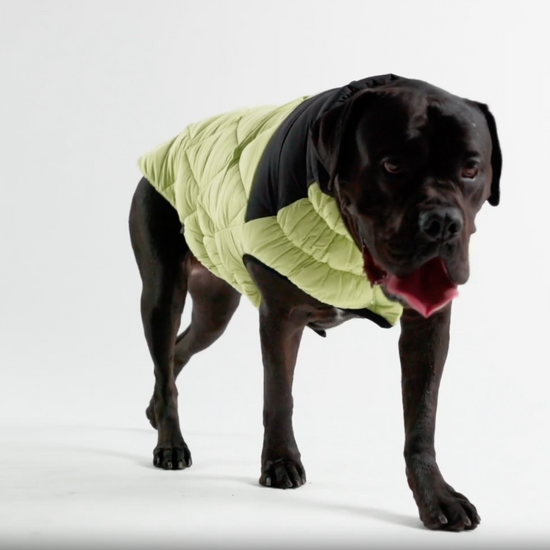 video of a black mastiff dog walking around while wearing a light green and black quilted coat