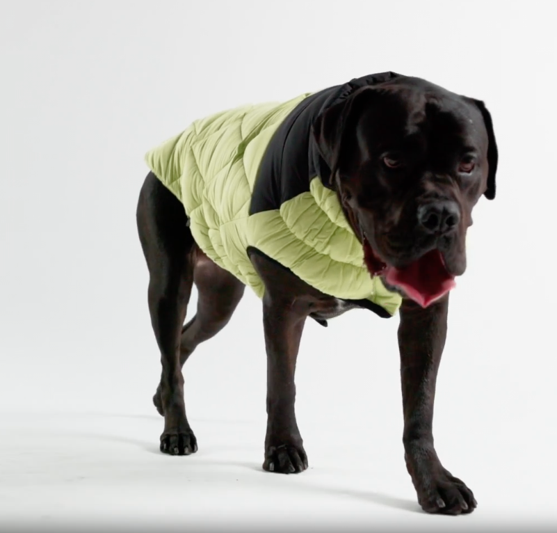 video of a black mastiff dog walking around while wearing a light green and black quilted coat