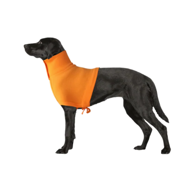 A large black dog wearing an orange upper body protective gown